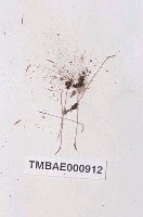 藏品(尖葉仙鶴苔)的圖片